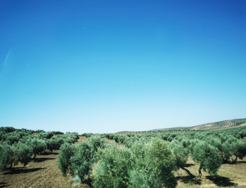COOPID organises the first workshops about the bioeconomy in the olive oil sector