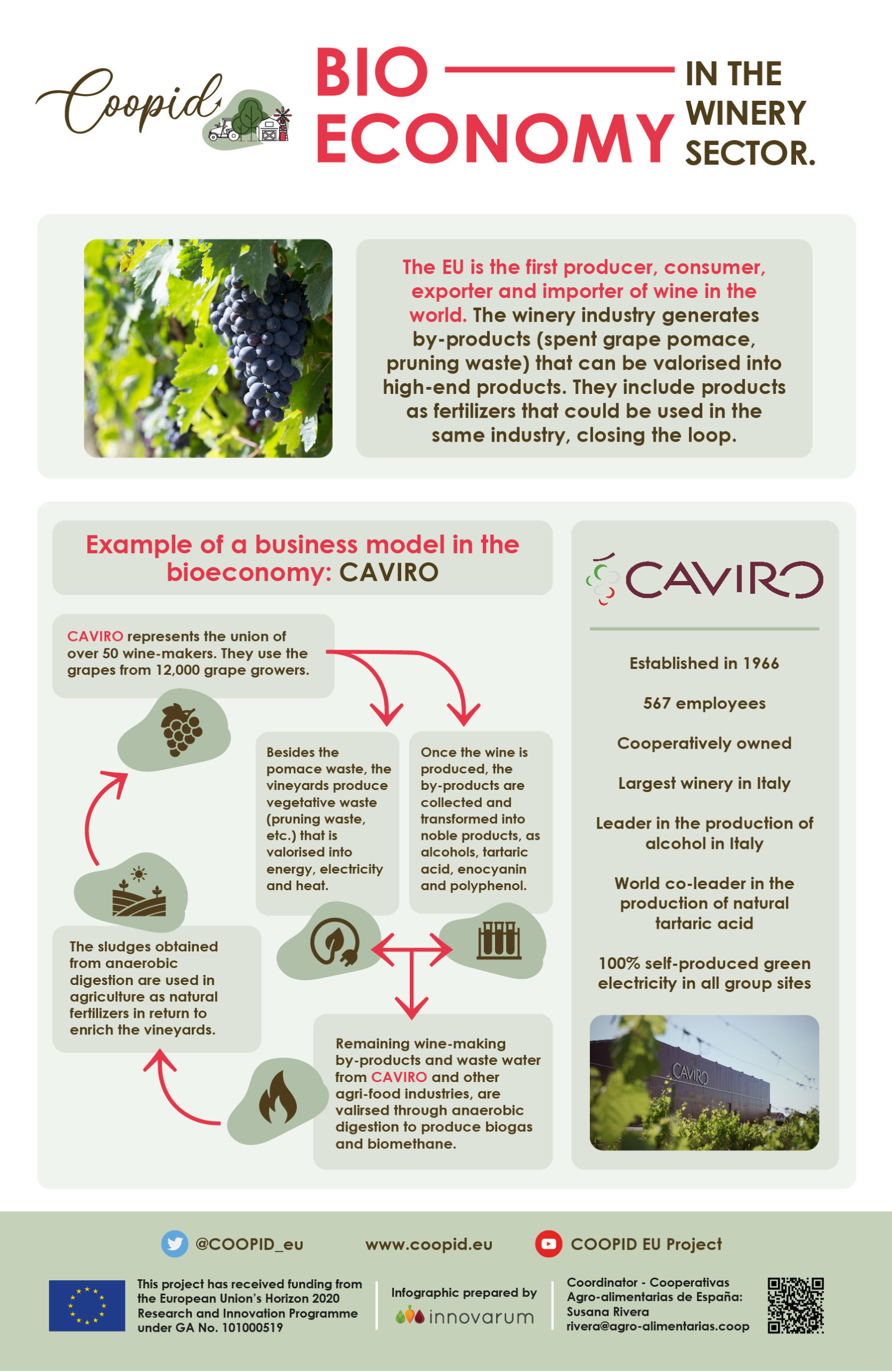 COOPID infographic – Wine sector